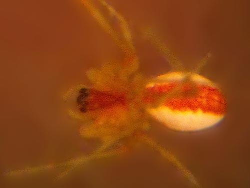 Pityohyphantes rubrofasciatus sheetweb weaver Linyphiidae, Mt. Townsend trail, Jefferson County, Washington