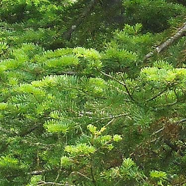 True fir foliage Abies sp. at Tucquala Lake, north Kittitas County, Washington