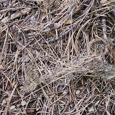 forest floor conifer needle litter at Tucquala Lake, north Kittitas County, Washington