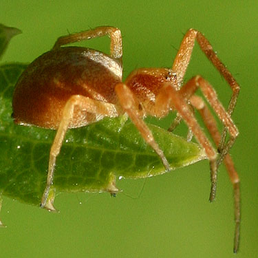 crab spider Philodromus rufus at Tucquala Lake, north Kittitas County, Washington