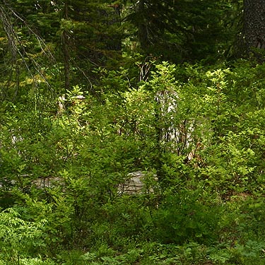 forest understory at Tucquala Lake, north Kittitas County, Washington
