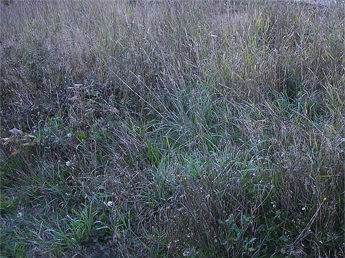 diverse part of grassy field at dusk, Tulker, Snohomish County, Washington