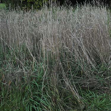 tall grass in field, Tulker, Snohomish County, Washington