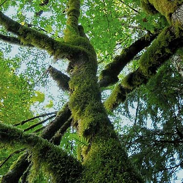 moss on maple trunk, Tulker, Snohomish County, Washington