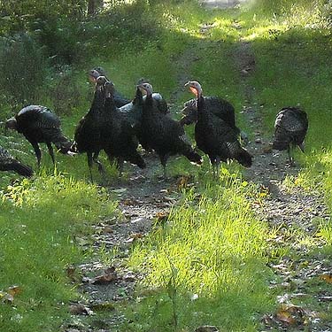 turkeys on the trail, Tulker, Snohomish County, Washington
