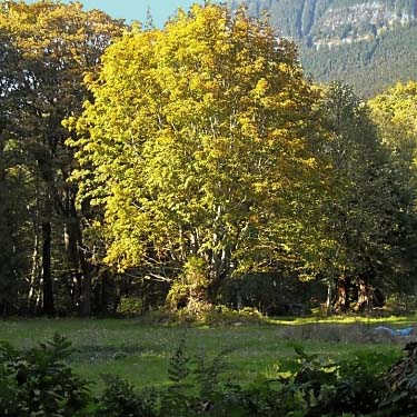 bigleaf maple Acer macrophyllum turning color, Tulker, Snohomish County, Washington