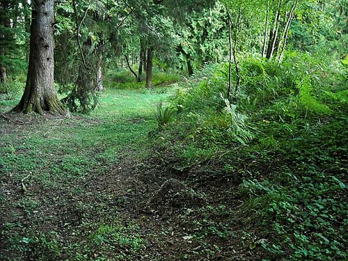 forest understory vegetation, Tulker, Snohomish County, Washington