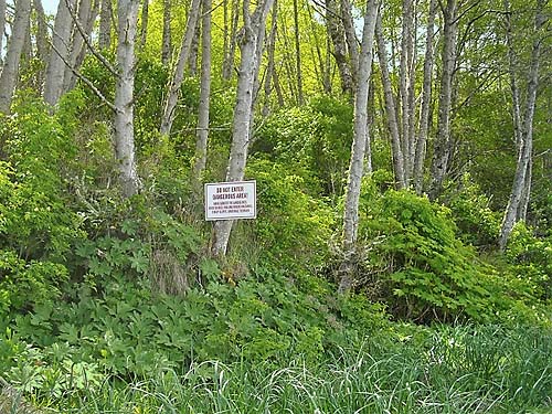 well-vegetated bluff, beach at West Twin River, Clallam County, Washington