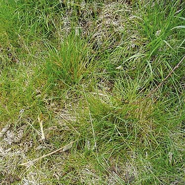 grass, roadside field above Sadie Creek, Clallam County, Washington