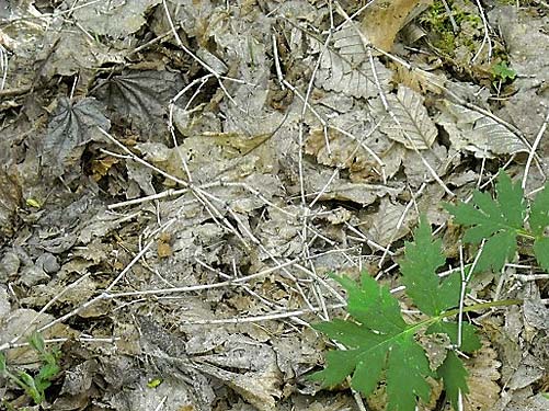 leaf litter, roadside field above Sadie Creek, Clallam County, Washington