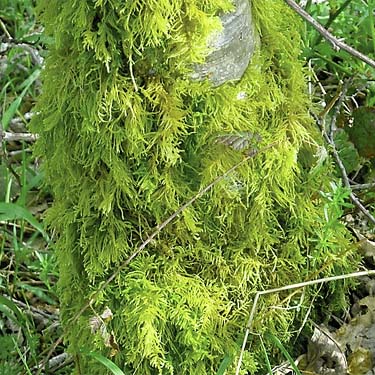 moss on tree, roadside field above Sadie Creek, Clallam County, Washington