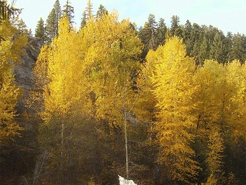 spectacular yellow cottonwoods along the river, Teanaway Campground, Kittitas County, Washington