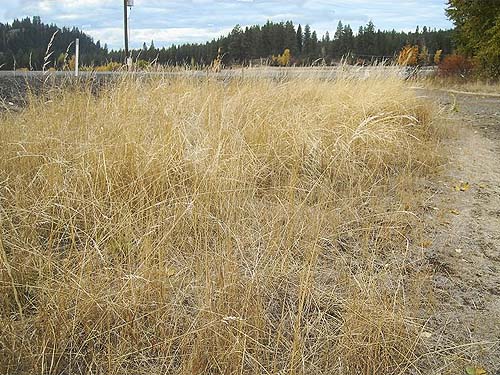 tall grass near North Fork Teanaway River bridge, Kittitas County, Washington