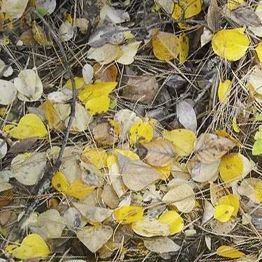 cottonwood-pine leaf litter along river, Teanaway Campground, Kittitas County, Washington