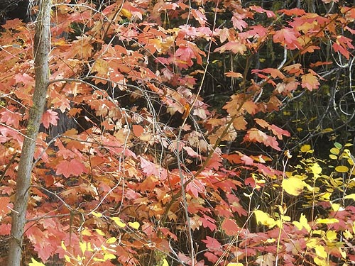 red vine maple along river, Teanaway Campground, Kittitas County, Washington