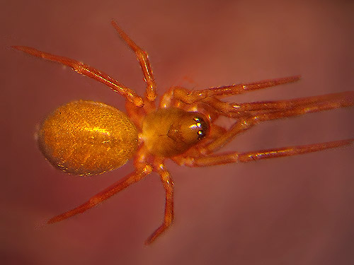microspider Spirembolus monticolens Linyphiidae from leaf litter, Teanaway Campground, Kittitas County, Washington