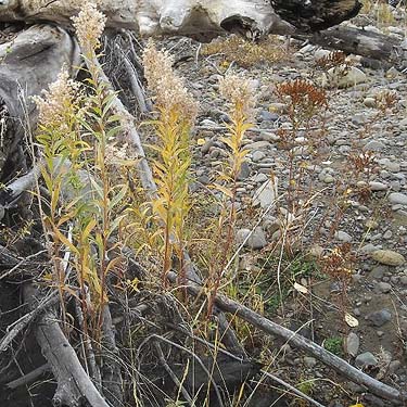 weedy vegetation on gravel bar, Teanaway Campground, Kittitas County, Washington