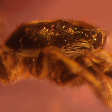 carapace of Salticus peckhamae jumping spider from Vernita Rest Area, Benton County, Washington