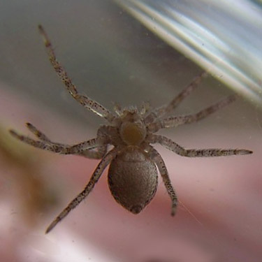 Philodromus crab spider from pine cone, Vernita Rest Area, Benton County, Washington