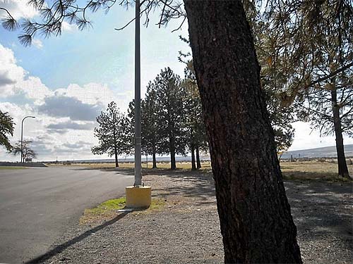 row of planted Ponderosa pines, Vernita Rest Area, Benton County, Washington