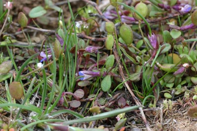 Blue-eyed mary Collinsia parviflora, Green Canyon, Kittitas County, Washington
