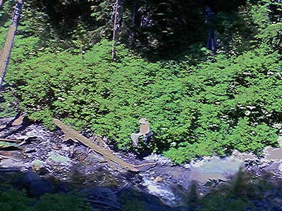 Rod beating salmonberry along Grouse Creek tributary, Whatcom County, Washington