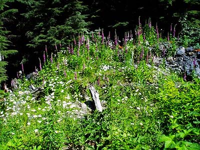 herbaceous foliage on soil pile in Glacier Creek Road quarry, Whatcom County, Washington