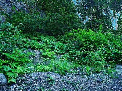 alders and shrubs at corner of Glacier Creek Road quarry, Whatcom County, Washington