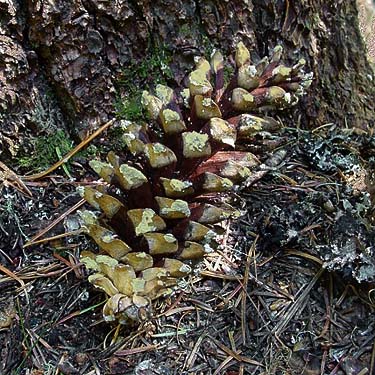 white pine cone Pinus monticola, Rock Rabbit Lakes, Kittitas County, Washington