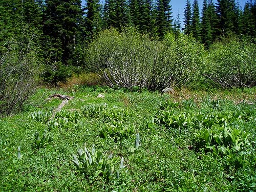 Small meadow near Rock Rabbit Lakes, Kittitas County, Washington