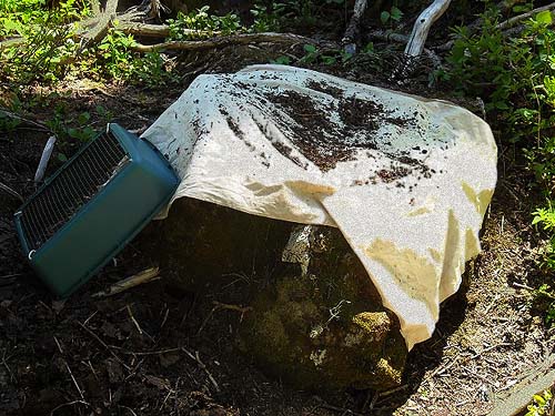 sifting leaf litter for spiders, Rock Rabbit Lakes, Kittitas County, Washington