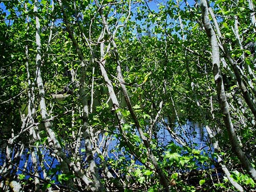 thicket of slide alder Alnus sinuata on shore of upper lake, Rock Rabbit Lakes, Kittitas County, Washington