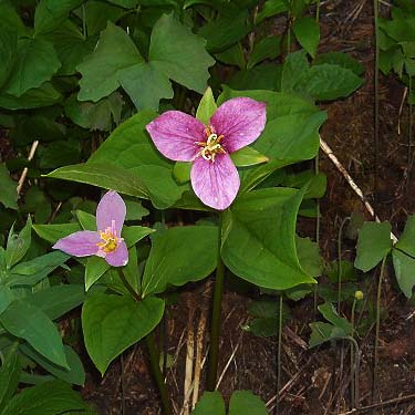 older, deeper colored flower of Trillium ovatum, Rock Rabbit Lakes, Kittitas County, Washington