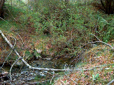 Wanacut Creek, SE of Riverside, Okanogan County, Washington