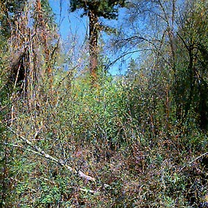 Dense riparian vegetation, Wanacut Creek, SE of Riverside, Okanogan County, Washington