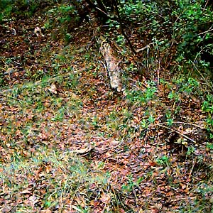 leaf litter (mainly aspen), Wanacut Creek, SE of Riverside, Okanogan County, Washington
