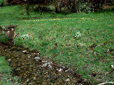 grassy streamside meadow, Wanacut Creek, SE of Riverside, Okanogan County, Washington