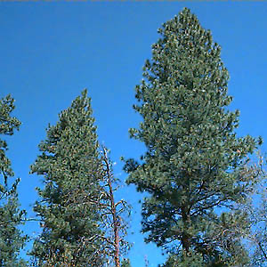 ponderosa pine Pinus ponderosa, Wanacut Creek, SE of Riverside, Okanogan County, Washington