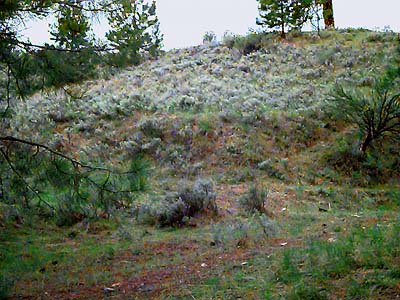 small sagebrush on slopes above Wanacut Creek, SE of Riverside, Okanogan County, Washington