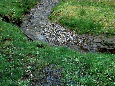 wet grassy streamside meadow, Wanacut Creek, SE of Riverside, Okanogan County, Washington
