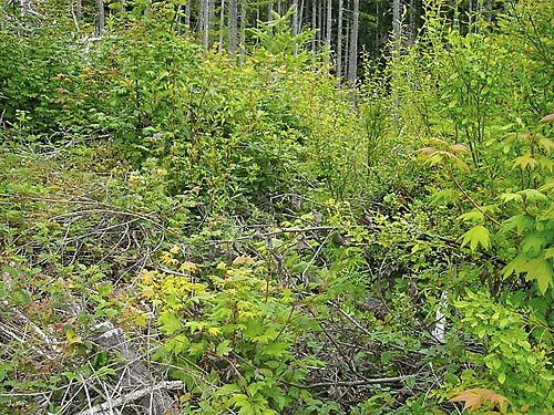 shrub-herb vegetation in clearcut below Mt. Washington Pass, Mason County, Washington