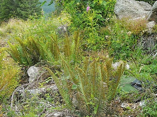 herbs and ferns in clearcut below Mt. Washington Pass, Mason County, Washington