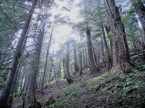 old growth hemlock forest within a cloud, near Mt. Washington Pass, Mason County, Washington