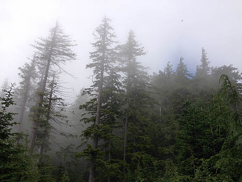 old growth hemlock stand reaches clouds, near Mt. Washington Pass, Mason County, Washington