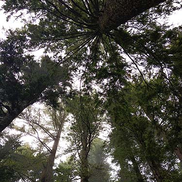 canopy from below of old growth hemlock stand near Mt. Washington Pass, Mason County, Washington