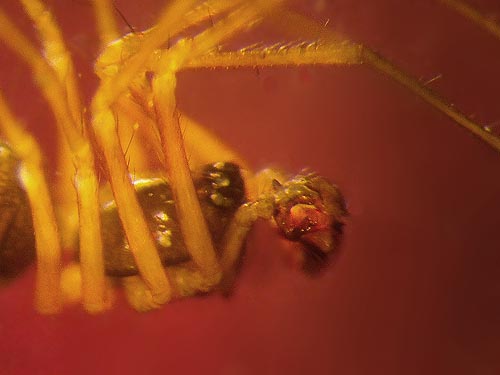 linyphiid spider Poeciloneta lyrica from hemlock foliage near Mt. Washington Pass, Mason County, Washington