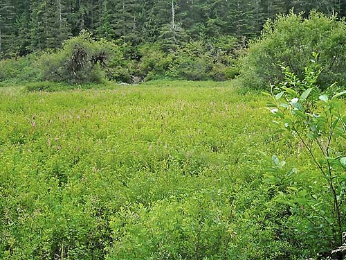 marsh meadow near East Fork of Lilliwaup Creek, Mason County, Washington