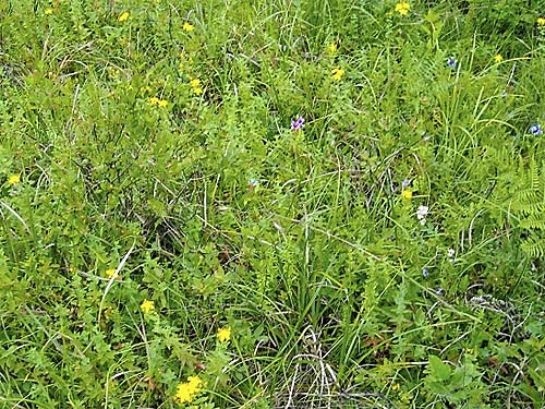 herbaceous part of marsh meadow near East Fork of Lilliwaup Creek, Mason County, Washington
