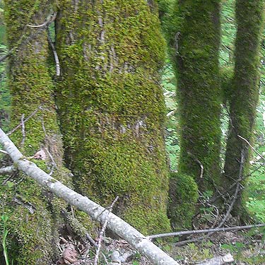 mossy maple trees near East Fork of Lilliwaup Creek, Mason County, Washington