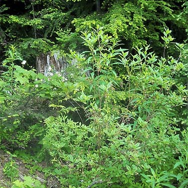 enclave of vegetation among regrowth hemlock, near Mt. Washington Pass, Mason County, Washington